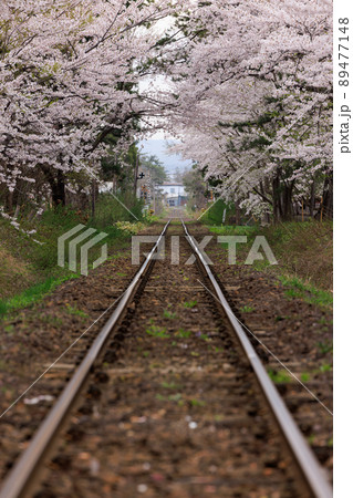 桜に続く線路 桜に続く線路 89477148