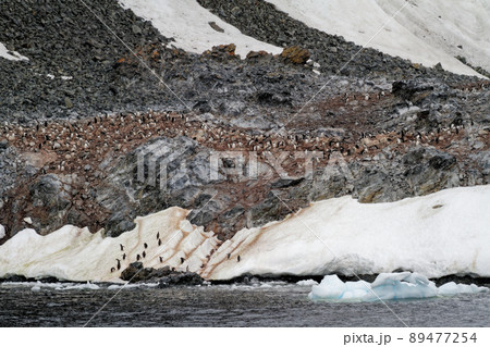 Antarctica - Colony Of Penguins In Natural Habitat Antarctica - Colony Of Penguins In Natural Habitat 89477254