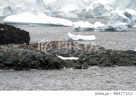 Antarctica - Colony Of Penguins In Natural Habitat 89477352