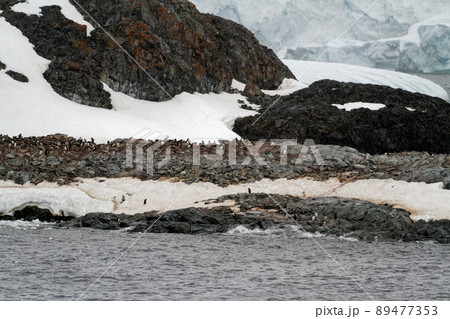 Antarctica - Colony Of Penguins In Natural Habitat 89477353