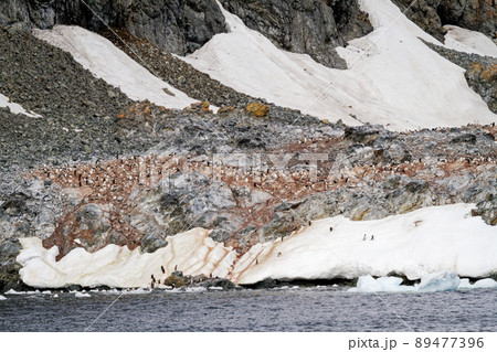 Antarctica - Colony Of Penguins In Natural Habitat Antarctica - Colony Of Penguins In Natural Habitat 89477396