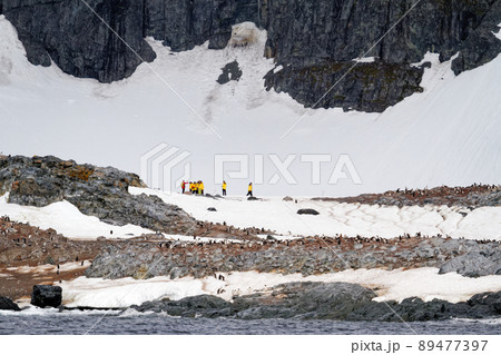 Antarctica - Colony Of Penguins In Natural Habitat Antarctica - Colony Of Penguins In Natural Habitat 89477397