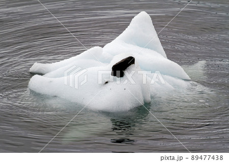 Antarctica - Non Tabular Iceberg - Global warming Antarctica - Non Tabular Iceberg - Global warming 89477438