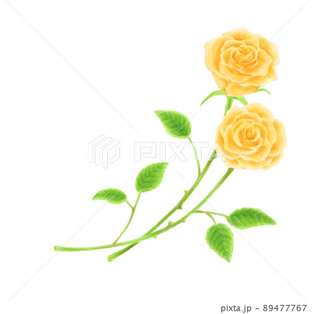 黄色いバラ 2輪 フレーム 黄色いバラ 2輪 フレーム 89477767