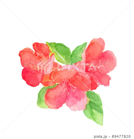 ツツジ コバノミツバツツジ 花 枝 春 【手描き水彩画】素材 白バック