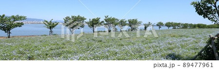 ネモフィラと桜の木 ネモフィラと桜の木 89477961