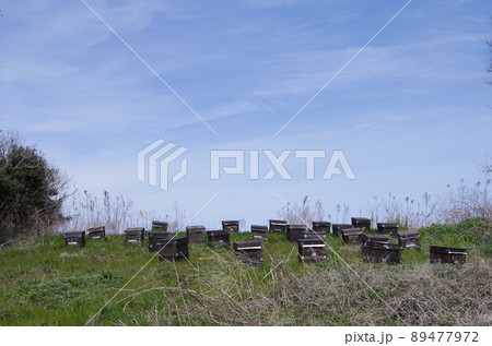 愛知県美浜町　景色 89477972