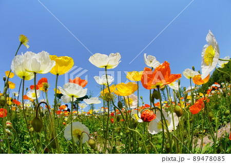 ポピー4075 89478085