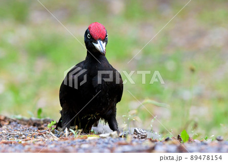 野鳥 クマゲラ 野鳥 クマゲラ 89478154