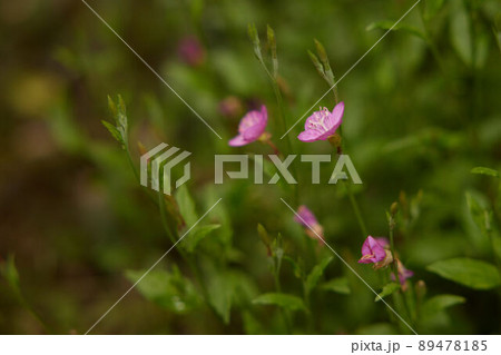 ピンクの花の写真 ピンクの花の写真 89478185