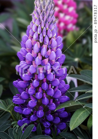 小花が咲き上がる紫色のルピナスの花 小花が咲き上がる紫色のルピナスの花 89478317