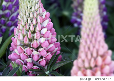 小花が咲き上がるピンクのルピナスの花の写真素材