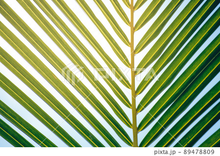 Green leave of palm tree on sky background 89478809