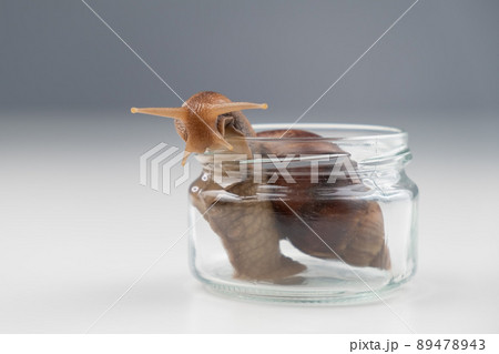 Close-up of a snail crawling on an empty glass jar on a white background. The use of shellfish in cosmetology. 89478943