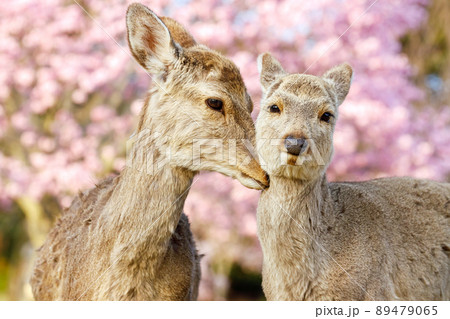 奈良公園の鹿 奈良公園の鹿 89479065