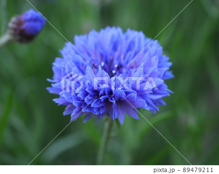 ヤグルマギク ヤグルマギク 89479211