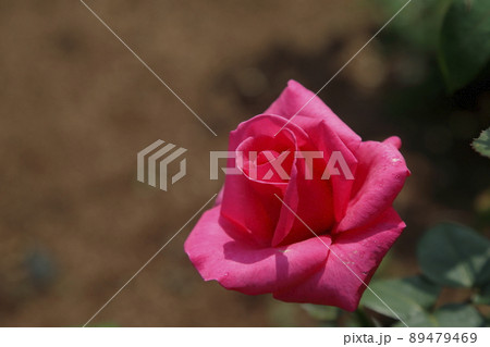 荒尾市 おもやい市民花壇 バラの花、 荒尾市 おもやい市民花壇 バラの花、 89479469