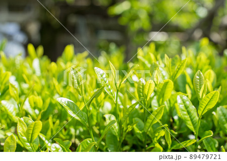 新茶　お茶の葉 89479721