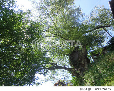 御岳山の神代ケヤキ（東京都青梅市） 89479875