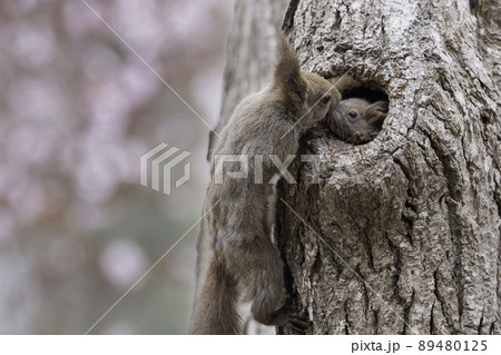 巣に戻ったお母さんに甘えるエゾリスの子供 巣に戻ったお母さんに甘えるエゾリスの子供 89480125