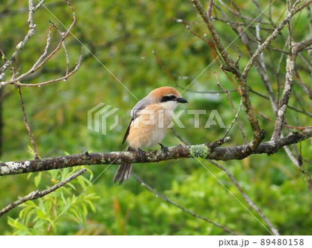 モズ モズ 89480158