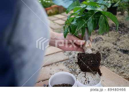 観葉植物「パキラ」の植え替え作業 観葉植物「パキラ」の植え替え作業 89480466