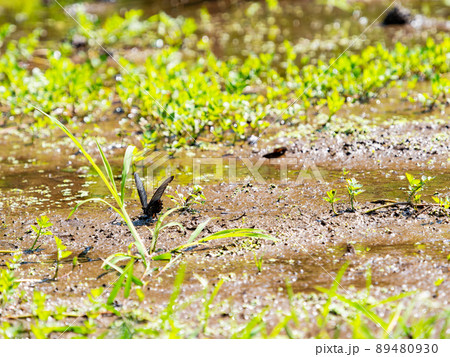 春の景色　水辺で休むクロアゲハ蝶 89480930