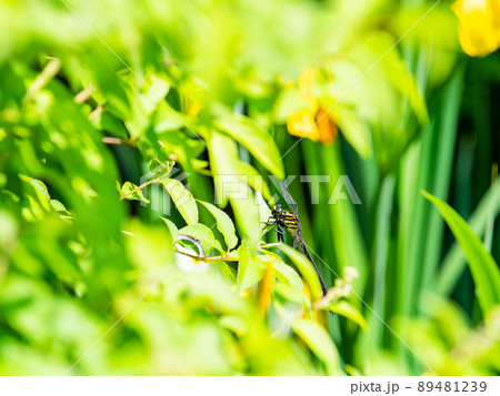 春の景色　若葉にとまるオオシオカラトンボ 89481239