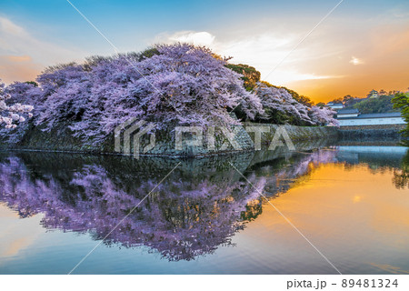 《滋賀県》彦根城の桜 89481324