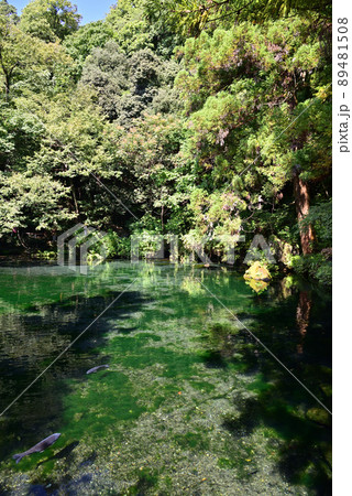 出流原弁天池湧水～佐野市風景～ 89481508