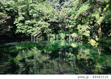 出流原弁天池湧水～佐野市風景～ 89481510