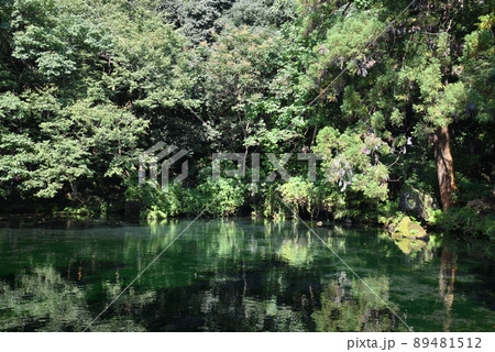 出流原弁天池湧水~佐野市風景~ 出流原弁天池湧水~佐野市風景~ 89481512