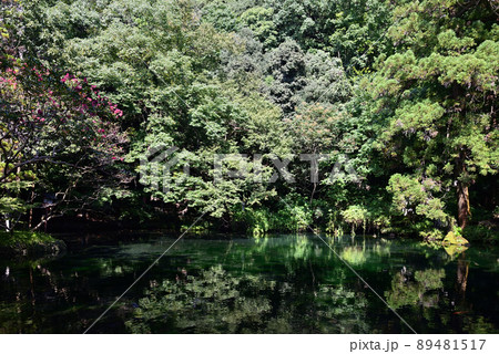 出流原弁天池湧水~佐野市風景~ 出流原弁天池湧水~佐野市風景~ 89481517