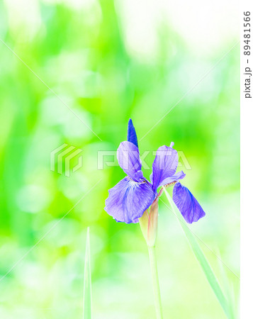 春の景色　咲始めた美しいアヤメ 89481566