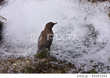 カワガラス 89481683