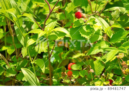 春の山の中で野いちご（野イチゴ）狩り　写真素材 89481747