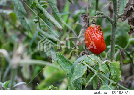 Fungal diseases of tomatoes Late blight is one of the most dangerous diseases 89482925