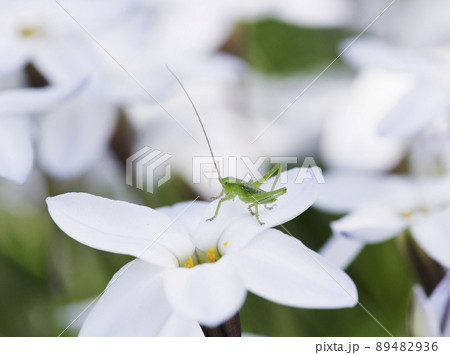 長い触角を立ててハナニラの花の上で身構えるヤブキリの若齢幼虫_日陰横1 89482936