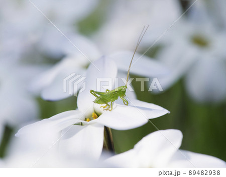 長い触角を立ててハナニラの花の上で周囲を警戒しているヤブキリの若齢幼虫_日向横1 89482938