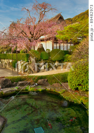 枝垂桜と池の鯉 枝垂桜と池の鯉 89482973