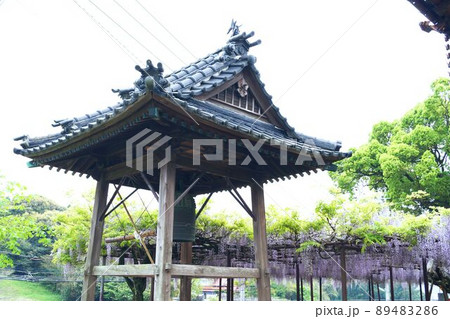 定禅寺の鐘楼と藤 定禅寺の鐘楼と藤 89483286
