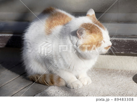 寒い朝にかがんで目を細め陽に当たる白茶猫_晴天横1 寒い朝にかがんで目を細め陽に当たる白茶猫_晴天横1 89483308