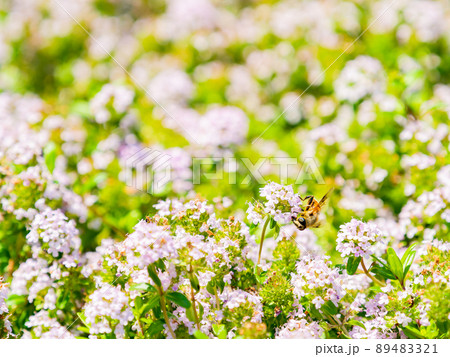 春の景色　小さな花いっぱいのかわいいクリーピングタイムとハナアブ 89483321