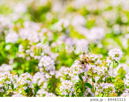 春の景色　小さな花いっぱいのかわいいクリーピングタイムとハナアブ 89483323