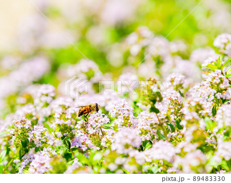 春の景色　小さな花いっぱいのかわいいクリーピングタイムとハナアブ 89483330