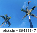 青空と2本のヤシの木 89483347