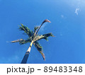青空とヤシの木 89483348