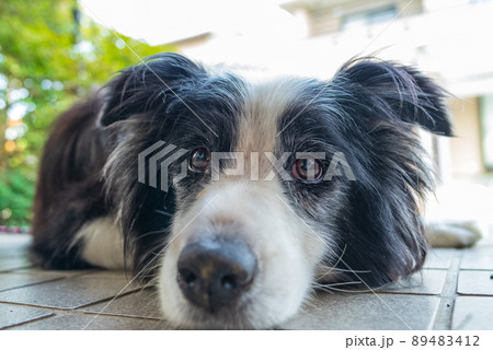 ボーダーコリー02 89483412