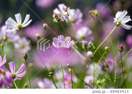 コスモス01 89483413