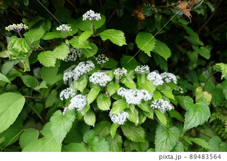 野生のコアジサイの花 野生のコアジサイの花 89483564